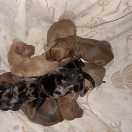 CKC ee red girl 3 (buyer will name) - Red female Dachshund puppy in Canyon Lake, Texas from M&Ms Dachshunds of Central Texas