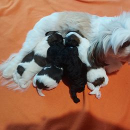 Shihpoo Puppies from Rika' Family