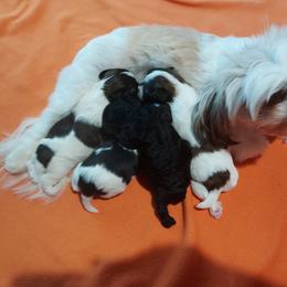 Shihpoo Puppies from Rika' Family