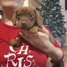 Maddie - Red female Dachshund puppy in Lubbock, Texas from It’s a Hot Mess