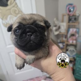 Girl 2 - Fawn female Pug puppy in Keysville, Georgia from Rollee Pollee Pugs