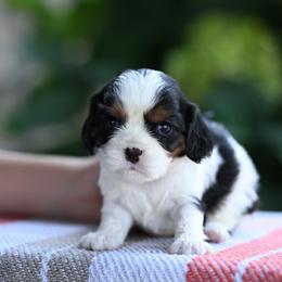 Ellie - Tri-color female Cavalier King Charles Spaniel puppy in Sugarcreek, Ohio from Chocolate Cavalier