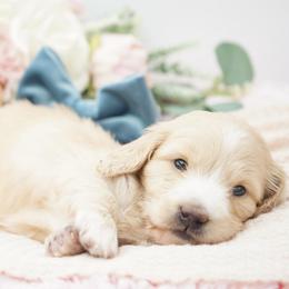 Olaf - Cream male Dachshund puppy in Big Rapids, Michigan from 30 Acre Woods Dachshunds