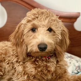 Goldendoodles from Simply Goldendoodles