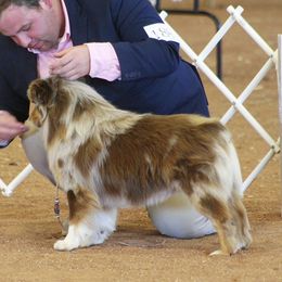 Doc - Australian Shepherd