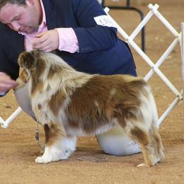 Doc - Australian Shepherd
