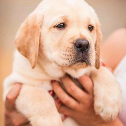 Labrador Retrievers from Japatul Labradors