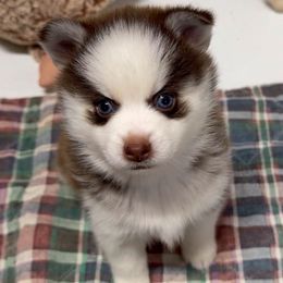Benatar - Chocolate female Pomsky puppy in Spring Hill, Florida from PDQ Pomskies