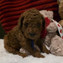 Knox - Red  male Goldendoodle puppy in Bristol, Tennessee from 4goldendoodles