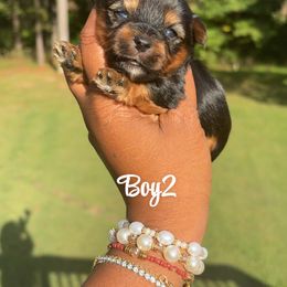 Boy 2 - Blue and gold male Yorkshire Terrier puppy in Louisburg, North Carolina from Nell’s Adorable Yorkshire’s