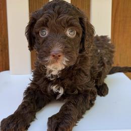 Truffle - Light Blue Collar - Chocolate female Goldendoodle puppy in Kingwood, Texas from Kingwood Goldendoodles