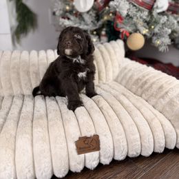Vixen - Brown and white male Aussiedoodle puppy in Sweetwater, Florida from Sandy Snout Doodles