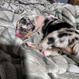 Miniature Australian Shepherd Puppies from Bornagain Paws