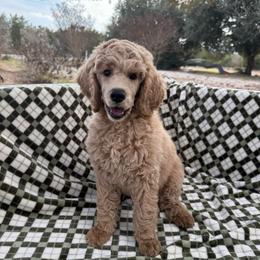 Zephyr - Cream male Poodle puppy in Spring Branch, Texas from Mezzo Poodles