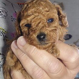 Girl 1 - female Poodle puppy in Greenville, Texas from Pitties' Love