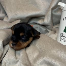 Girl 1 - female Yorkshire Terrier puppy in Goode, Virginia from Glass Hill Yorkies