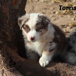 Tornado - Red merle male Miniature Australian Shepherd puppy in Garden Plain, Kansas from Krazy K Aussies
