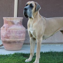 Amaretto - Great Dane