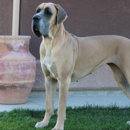 Amaretto - Great Dane