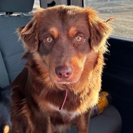 Scarlet - Australian Shepherd