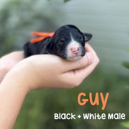 Guy - Black male Bordoodle puppy in Creston, Ohio from Borders of Eby Eden