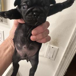 TBD - Black female Pug puppy in Boynton Beach, Florida from Camp Pug
