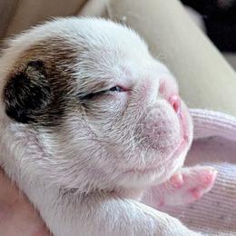 Red Girl - Red and white female Bulldog puppy in Forsyth, Georgia from Evangeline Bulldogs