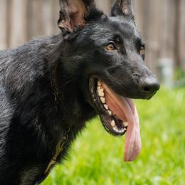 Boy 2 - Black and tan male German Shepherd puppy in Tamiami, Florida from Vom MontHaus