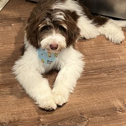 Bernedoodle and Goldendoodle Puppies from Selah Mountain Dogs