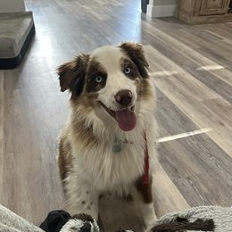 Ember - Australian Shepherd