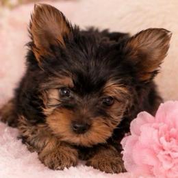 Exquisite Girl (Small Girl) - Blue and gold female Yorkshire Terrier puppy in Stanton, California from Essence of Grace Yorkies