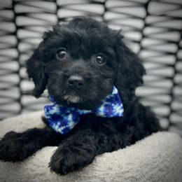 Fig - Black male Cockapoo puppy in Palm Beach County, Florida from Benji’s Cockapoos
