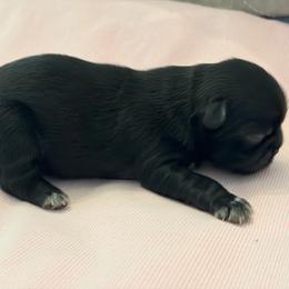 Lady Blue Denim - Blue female Shih Tzu puppy in Soddy Daisy, Tennessee from TN Mtn Magic Precious Shih Tzu’s 4 You!