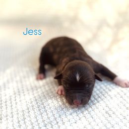 Jess - Red tri-color male Australian Shepherd puppy in Uvalda, Georgia from Happy Ours Australian Shepherds