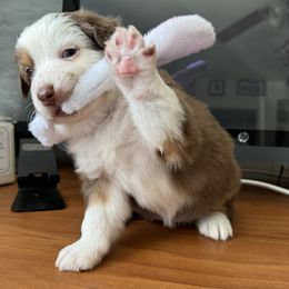 Australian Shepherd Puppies from Fly by Nite Australian Shepherds