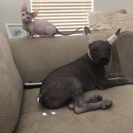 Xoloitzcuintli from Elegancia Vintage Xoloitzcuintle