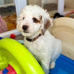Ravioli - Parti male Goldendoodle puppy in Miami, Florida from Jade’s Paws & Co. Of Miami LLC