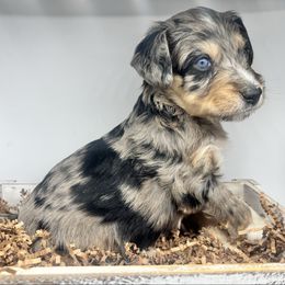 Ruby - Blue merle female Aussiedoodle puppy in Greensboro, North Carolina from Glendale Doodles