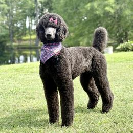 Sailor - Poodle