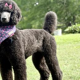 Sailor - Poodle