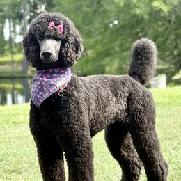 Sailor - Poodle