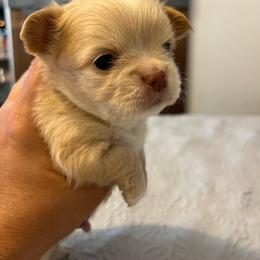 3,000 Brutus - Cream and white male Chihuahua puppy in Harlan, Iowa from Home Grown Chihuahuas From Iowa