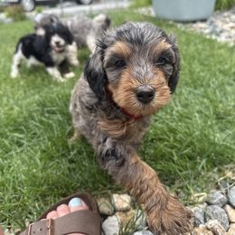 Aphrodite - Merle female Bernedoodle puppy in Castle Rock, Colorado from South Denver Bernedoodles