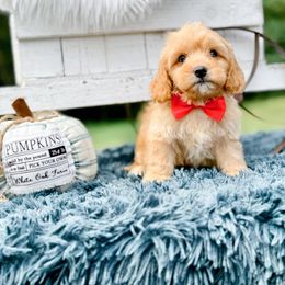 Bluey - Apricot male Cavapoo puppy in Statesville, North Carolina from Doodle Babies