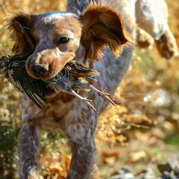 English Cocker Spaniel puppies from HighBrassGunDogs