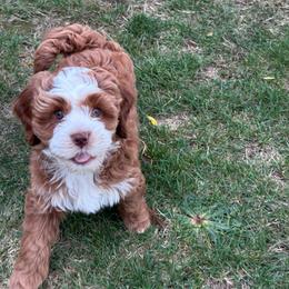 Hijinks - Red female Bernedoodle puppy in Hillsboro, Oregon from Myt fine doodles