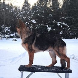 Max - German Shepherd