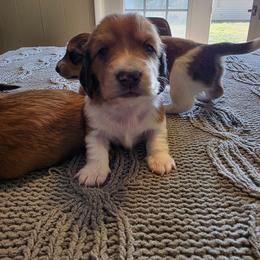 Yoshi - Piebald male Dachshund puppy in Oklahoma from Wilkinson’s Waggish Weiner Dogs