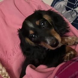 Lucky - Piebald male Dachshund puppy in Norman, Oklahoma from Mother of Dachshunds