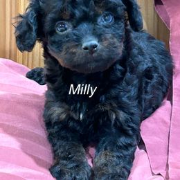 Milly - Black phantom female Aussiedoodle puppy in Winnsboro, Texas from Happy Hollow Ranch